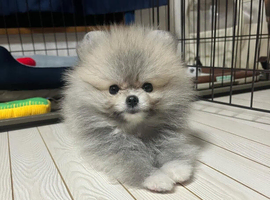 Beautiful Pomeranian Puppy Ready for New Home