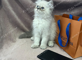 READY NOW Fully vaccinated&ldquo;Louis&rdquo;, Persian kitten