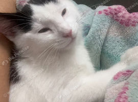 Milo looking for rehome