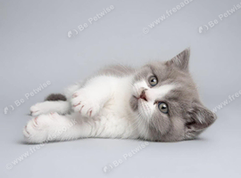 Full Britishshort kittens 2 boy 1 girl