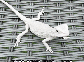 BEARDED DRAGONS