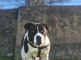 American bulldog x Staffy