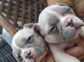 3 boys and 3 girl frenchies ready for there new homes now.