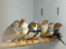 Zebra finches