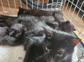 Stunning part maincoon kittens