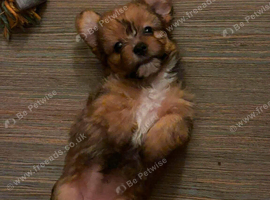 Beautiful multipoo/terrier puppies