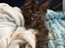Tica registered Maine coons