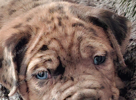 2 5 week old male merles