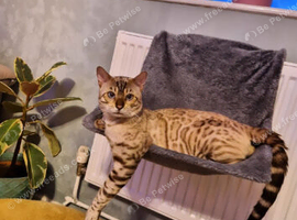STUD. SNOW BENGAL