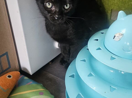 BRIGHT BLUE EYES..SPHYNX mum and dat dagdoll  cat   READY NOW!