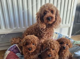 Red Toy Poodle Puppies