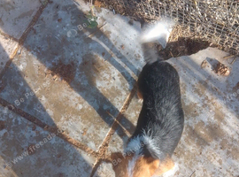 Jack russel puppys