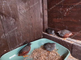 4 male Chinese Painted Quails (Button Quails)