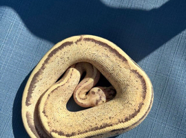 Beautiful Female pastel puma het pied for sale