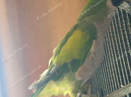 Lord Derbyan parakeet