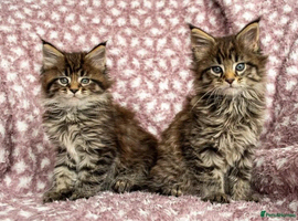 Adorable main coon Kittens