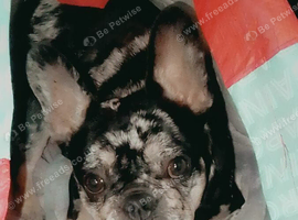 2 yr old frenchie girl