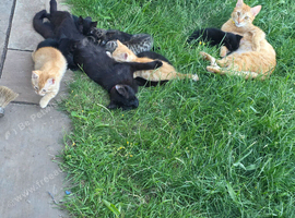 Kittens for new homes