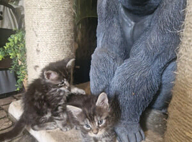 Female Maine Coon Kitten