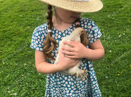 Pekin Bantam hens - Porcelain