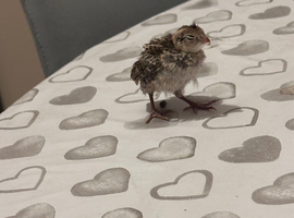 Week old Coturnix quail chicks