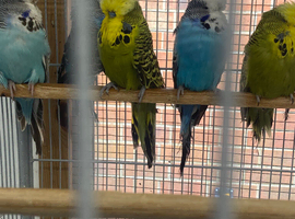Exhibition Budgies