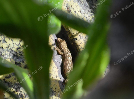 Mourning Geckos, bulk available
