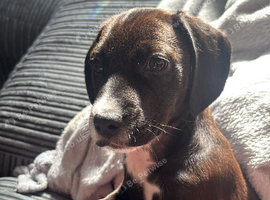 Sprocker x pattersdale mix