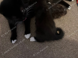 2 half Tabby half Maine Coon kittens