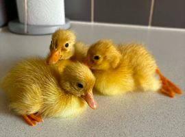 ☆ Mix breeds of ducklings ☆