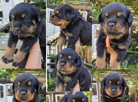 Top kc Rottweiler puppies