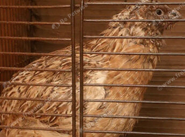Male Coturnix x 1 and 2 female Button