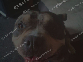 Adult male Pocket Bulldog