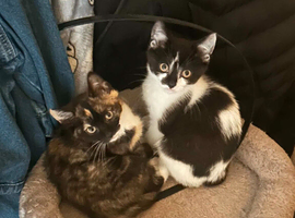 2 kittens left to go to their new families