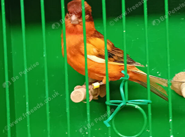 Redfactor canary cock birds