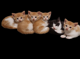 Kittens, 8 weeks old co.down northern ireland