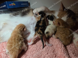 Adorable ragdoll x kittens