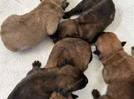 Gorgeous Cairn Terrier Puppies