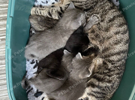 Kittens