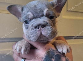 French bulldog puppys ready now