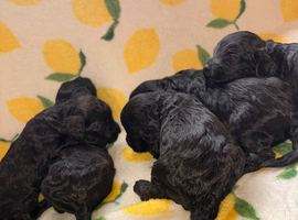 Stunning F1 Cockapoo Puppies