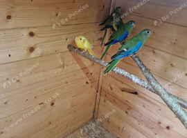Elegant parrots
