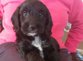 Gorgeous F1 cockapoo puppies
