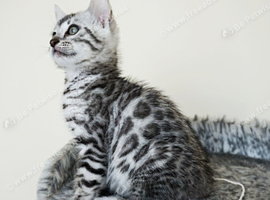 Superb Silver Rosette Bengal Kitten