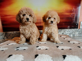 Toy poodle pups for sale