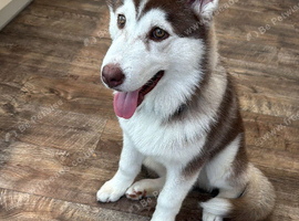 Husky