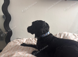 Cockapoo