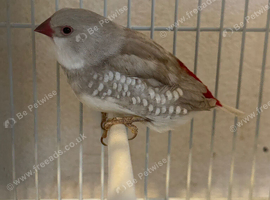 Finches