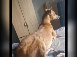 13th generation working lurcher pups