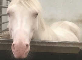 Must Sell, Sensible Offers Please. Arabian pb CREMELLO Stallion